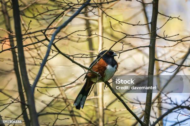 Red Sparrow Bird Stock Photo - Download Image Now - Animal, Animal Body Part, Animal Themes