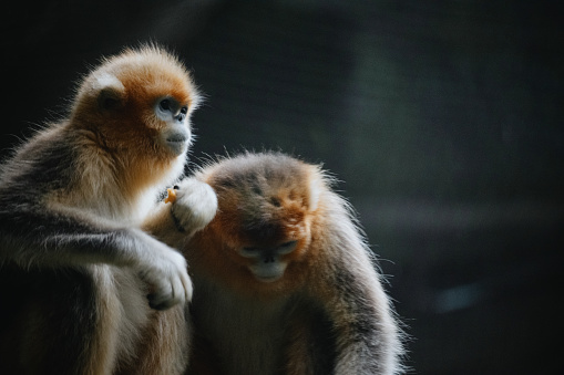 Golden monkey in the sun