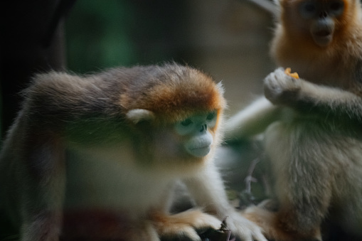 Golden monkey in the sun