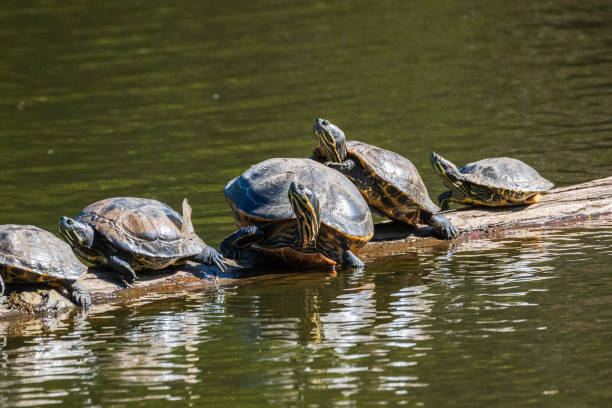 istock Turtles on a Log Beacon Hill Park Victoria BC 1397807668