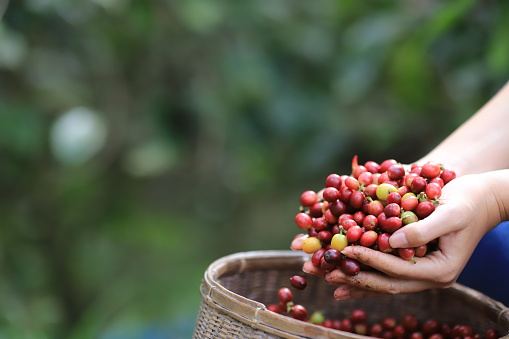 Red coffee beans Field Plantation farm picking.harvesting Robusta and arabica  coffee berries by agriculturist hands,Worker Harvest arabica coffee berries on its branch, harvest conce