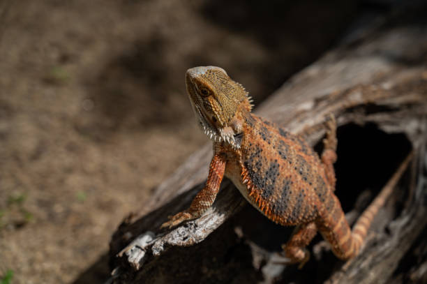 istock bearded dragon on ground with blur background 1397807831