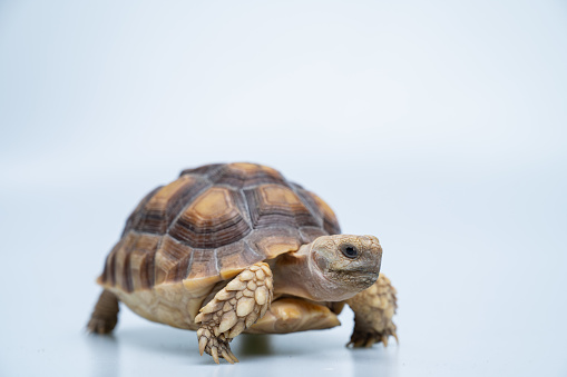 Sucata tortoise on white background\