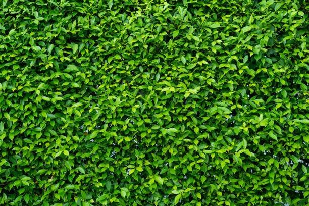 istock green leaves wall background, leaf wall nature background 1397807925