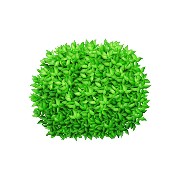 ilustrações de stock, clip art, desenhos animados e ícones de round green bush on a white isolated background. - grove