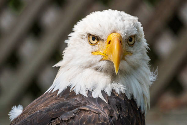 bald eagle w niewoli - eagle animal bald eagle surveillance zdjęcia i obrazy z banku zdjęć