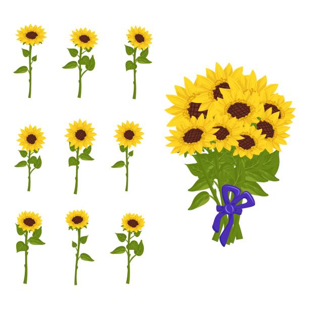 Bright bouquet of sunflower flowers with yellow petals and individual plants on stems and with leaves. Element of nature, plant for decoration and design, holiday gift. Vector flat illustration Bright bouquet of sunflower flowers with yellow petals and individual plants on stems and with leaves. Element of nature, plant for decoration and design, holiday gift. Vector flat illustration sunflower stock illustrations