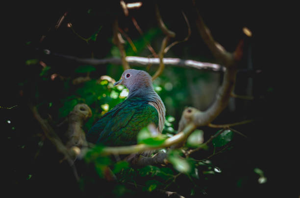 istock CloseUp Of Parrot Perching On Branch 1397809069