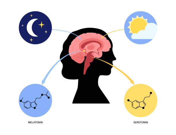 siklus bangun tidur - hormon ilustrasi stok