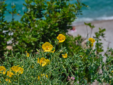 Yellow wild chrysanthemums. Blooming  chrysanthemums in spring in Israel
