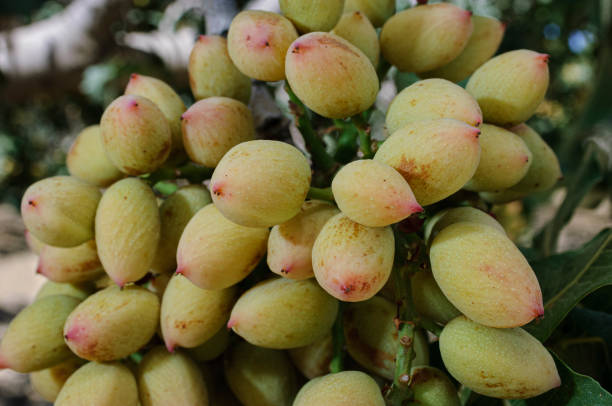 Close-up of ripening pistachio (Pistacia vera) nuts on tree.  The fruit are at their early stage of ripening so they are bright yellow green in color.  The fruit and leaves are lit from sunlight.  The fruit in the foreground is in focus and other fruit and leaves in the background are out of focus.