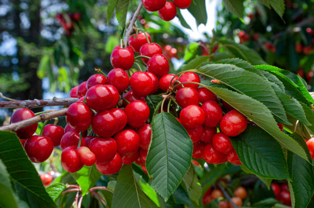 istock Close-up of Ripe Bing Cherries On Fruit Tree 1397810207
