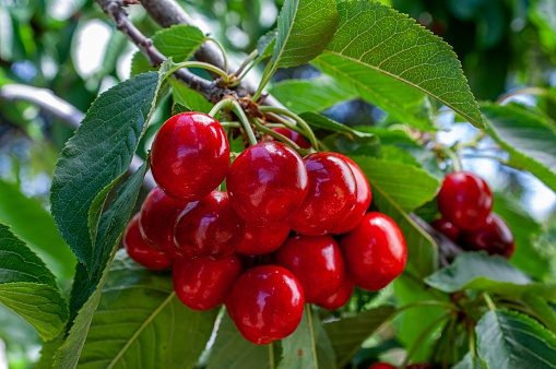 Red cherries in the child's hands. Selective focus