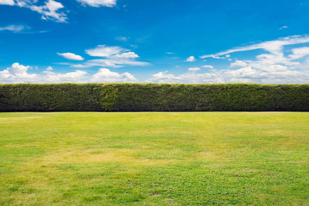 pared de hojas verdes con fondo de cielo azul - dog lawn grass front or back yard fotografías e imágenes de stock