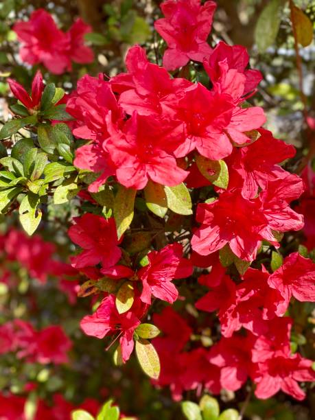 Azaleas Azaleas rhododendron stock pictures, royalty-free photos & images