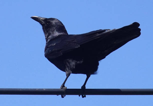 istock Black bird high up in the trees 1397812406