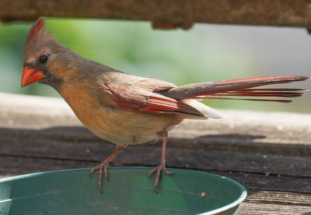 istock Female Northern Cardinal on a bird feeder 1397812419