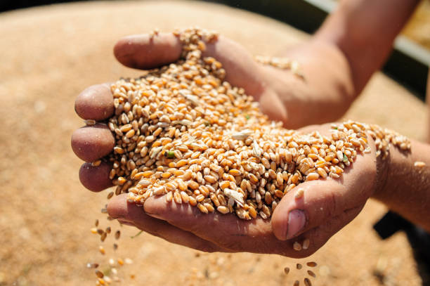 istock Farmer holds wheat grain in his hands 1397814281