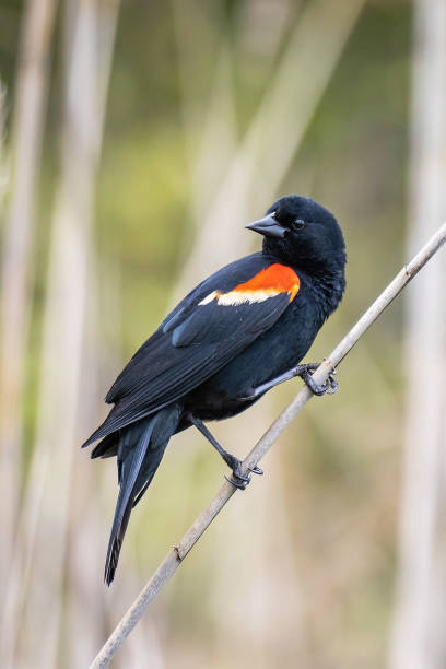 istock Beautify red-winged blackbird portrait close up 1397815392