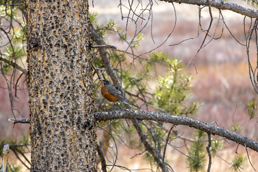 A red breasted robin perches on the branch of a pine tree at a state park in Colorado
