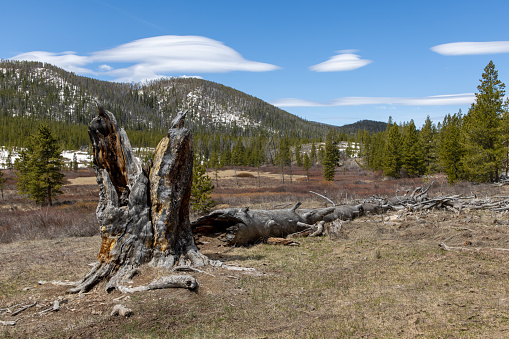 A tree stump stands tall next to the fallen tree beside it in a forest in the Rocky Mountains of Colorado at a state park