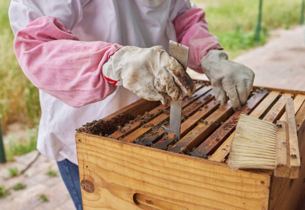 istock Shot of a beekeeper opening a hive frame on a farm 1397818796