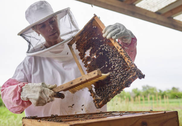 istock Shot of a beekeeper opening a hive frame on a farm 1397818807