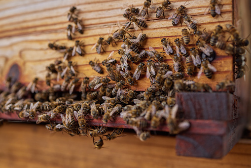 Bees help keep the world sweet