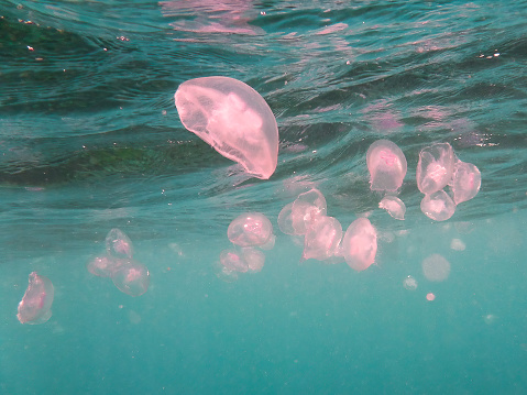 Pink jelly fish floating in the aqua coloured waters of tropical Queensland Australia