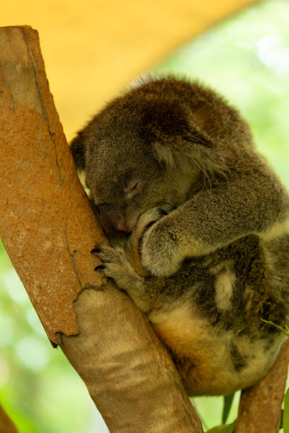 istock A native Koala sleeping between to tree branches looking relaxed , a native Australian animal 1397820415
