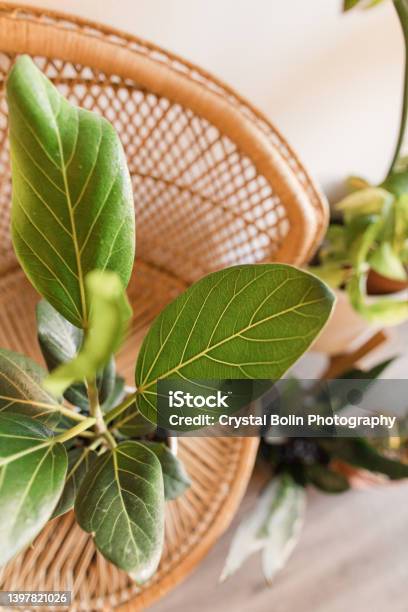A Vintage Rattan Chair Peacock Chair Next To Assorted Green Tropical Houseplants In A Bohemian Vibe A Ficus Audrey Plant Snake Plants Golden Pothos A White Bird Of Paradise Stock Photo - Download Image Now