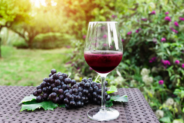 A glass of red wine and bunches of fresh deep black ripe grapes with green leaves on brown rattan table in garden on blurred pink flowering shrub and green trees under sunlight evening stock photo