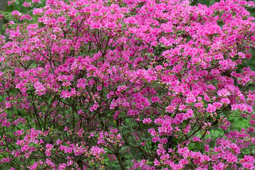 Blooming azalea