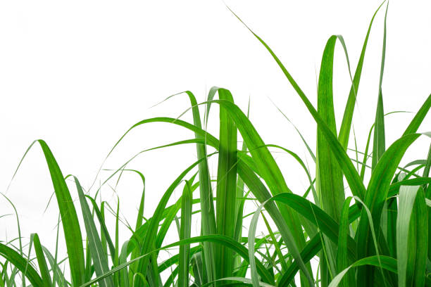 istock Fresh green linear leaf of Sugar cane isolated on white background, die cut with clipping path and copy space 1397822798