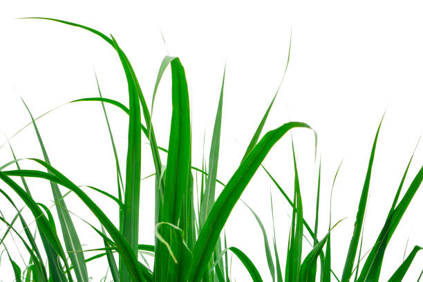 istock Fresh green linear leaf of Sugar cane isolated on white background, dicut with clipping path and copy space 1397822799