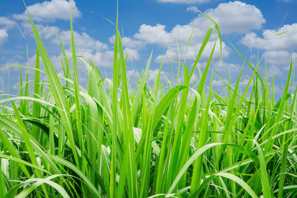Fresh green linear leaf of Sugarcane under white clouds and blue sky Fresh green linear leaf of Sugarcane under white clouds and vivid blue sky sugar cane saccharum officinarum stock pictures, royalty-free photos & images
