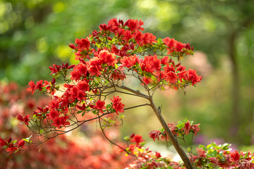 Blooming azalea