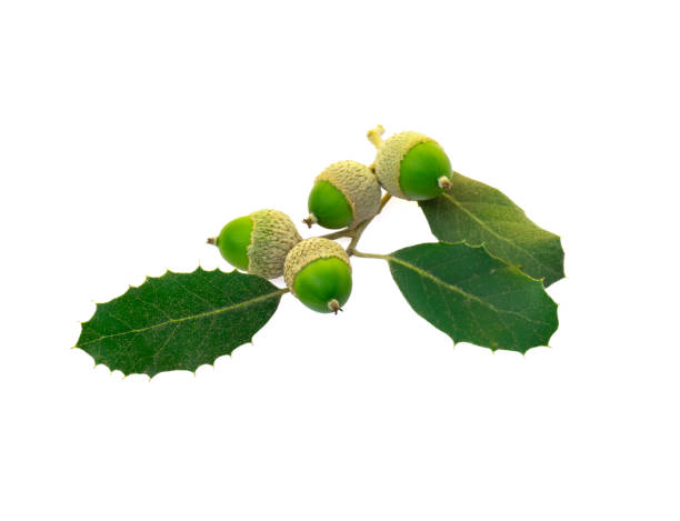 Bunch of Holm oak or Holly oak tree, branches dark glossy green spiked leafs with acorns or raw fruits isolated and die cut on white background with clipping path stock photo