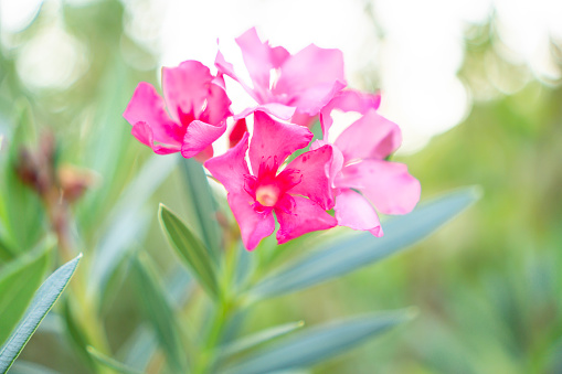 A bouquet soft pink petals of fragrant Sweet Oleander or Rose Bay, blooming on blurred green leafs  background