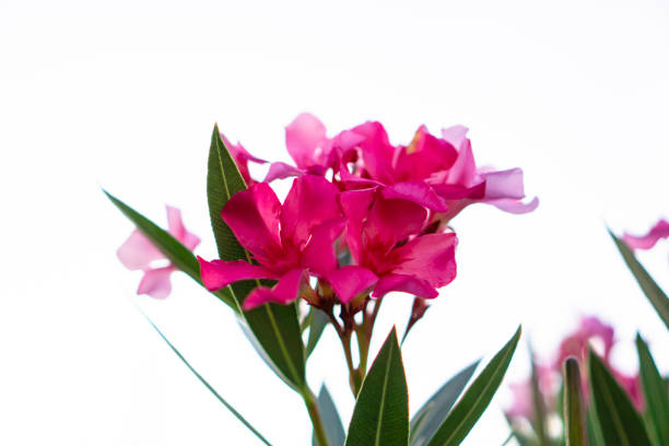 Bouquet pink petals of fragrant Sweet Oleander or Rose Bay, blooming on green leafs and white sky background stock photo