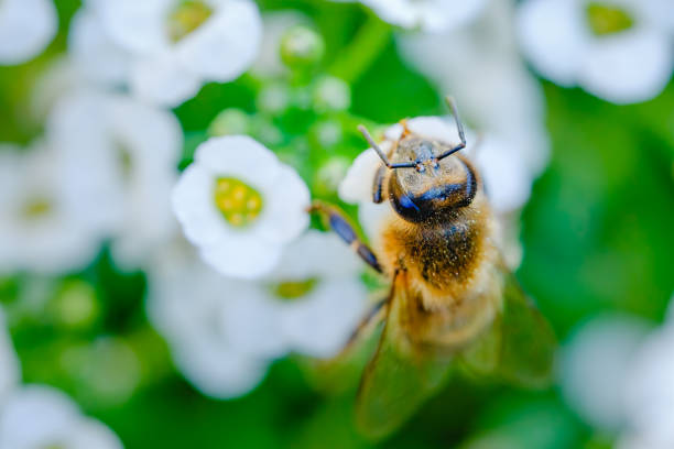 Bee on flowers close up. Beautiful soft light floral background, nature, summer concept