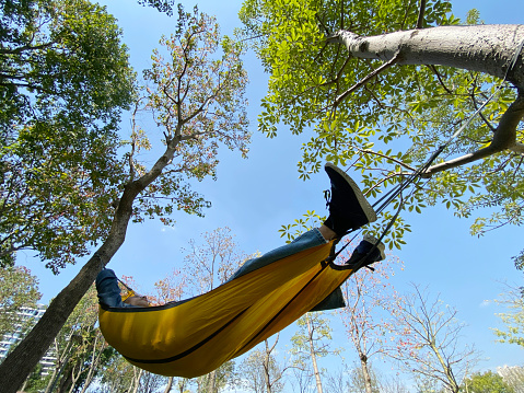 low angle view of hammock in the woods