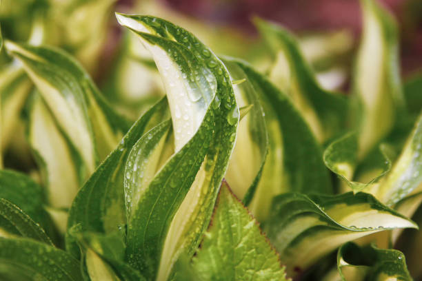 plant leaves with drops of water
