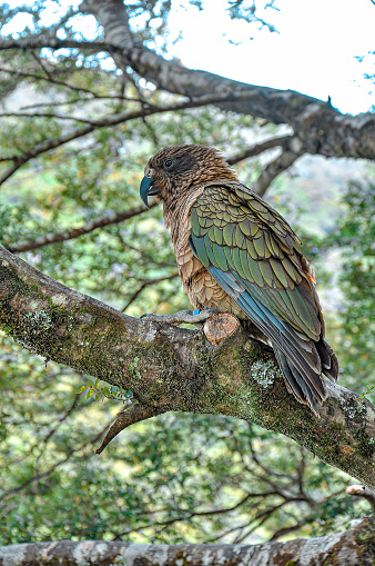Olive-green Kea on a branch in Arthur's Pass, New Zealand. Kea ia a species of large parrot in the family Nestoridae found in the forested and alpine regions of the South Island of New Zealand.