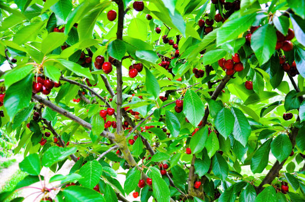 istock Fresh red cherries hanging on a cherry trees in an orchard 1397829962