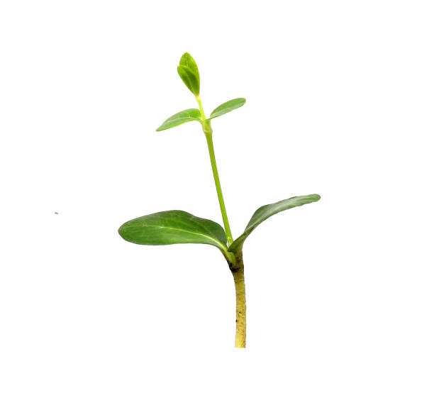 istock Green sapling plant isolated on white background 1397831122