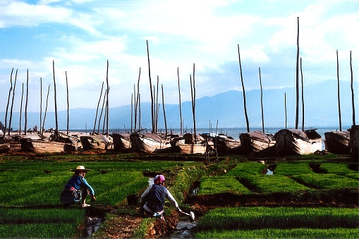 Dali, in the west of Yunnan province, is a famous tourist city in China. The aborigines are the ethnic minority Bai Tribe. women work in the fields beside Erhai Lake.Film photo in May 1995's Dali,Yunnan