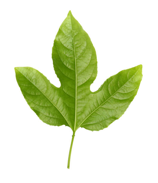 istock Green ivy leaf isolated on white background 1397831645