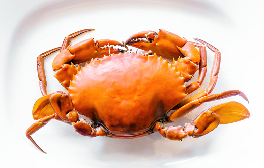 Boiled crab on white background