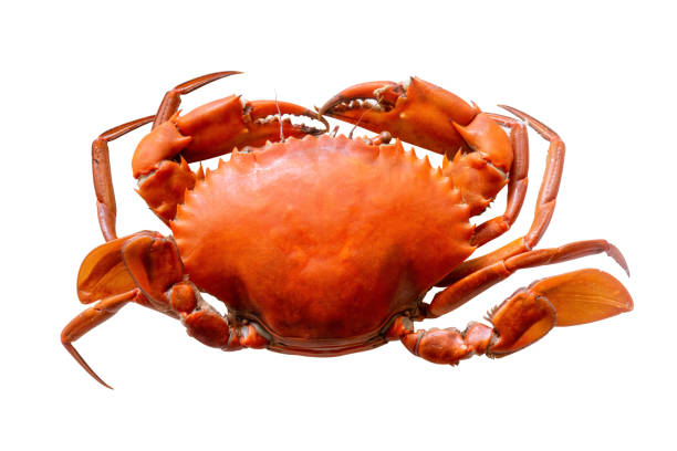 istock Steamed crab in plate isolated on white background with clipping path 1397833626
